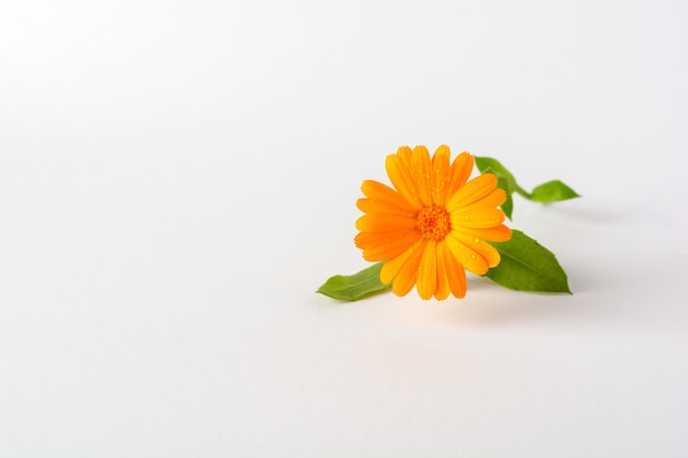 Calendula. Flowers with leaves isolated on white