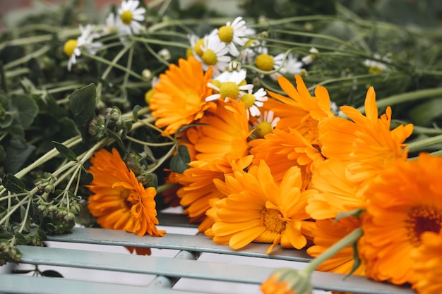 写真 キンセンカの花