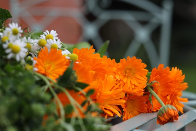 Calendula flowers