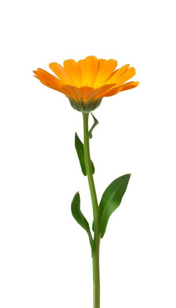 Calendula Goudsbloem bloemen met bladeren geïsoleerd op wit