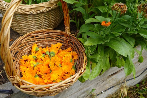 Calendula harvest calendula flower collecting marigold flowers in the backyard garden