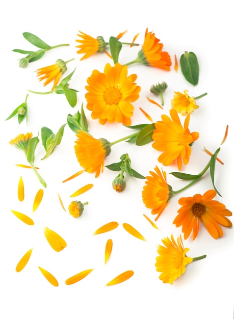 Calendula. Marigold flower isolated on white background