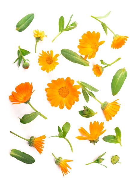 Calendula. Marigold flower isolated on white table with copy space for your text. Top view