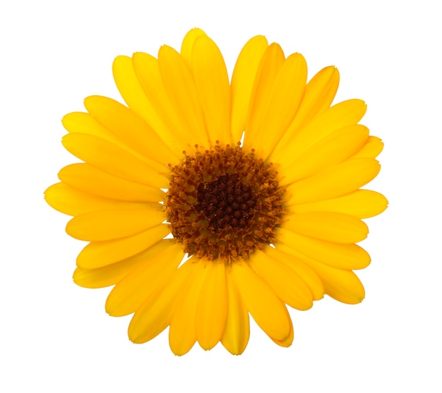 Calendula Marigold flower with leaves isolated on white