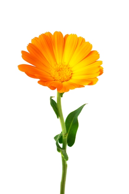 Calendula Marigold flowers with leaves isolated on white