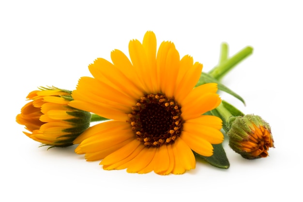 Calendula. Marigold flowers with leaves isolated on white