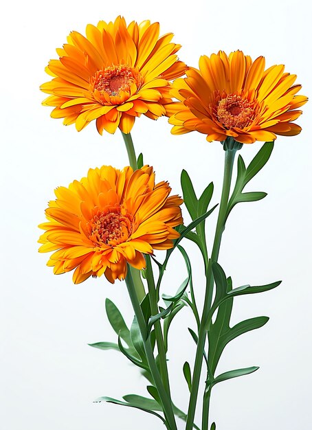 Calendula officinalis flowers blooming on branch with leaves on white background ai generated image