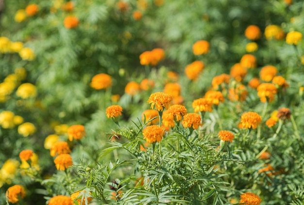 Foto calendula officinalis (goudsbloem)