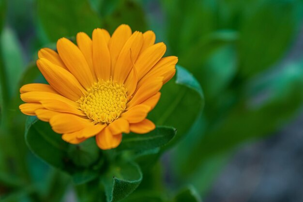 Foto calendola un fiore d'arancia un biglietto di auguri una pianta da fiore