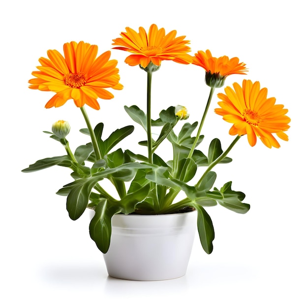 Calendula plant in een moderne witte pot of vaas