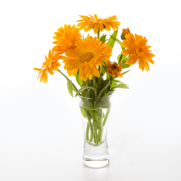 Calendula