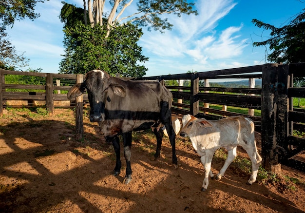 Foto vitello e mucca nel recinto di una fattoria in brasile