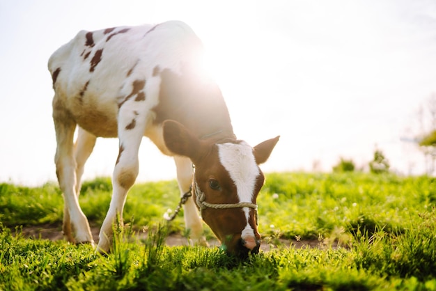 青空の下で緑の草を食べる子牛 農場の動物の赤ちゃん