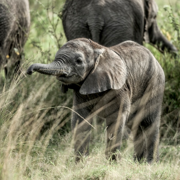 Calf elephant in Serengeti National Park