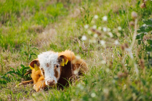 Calf in the farm