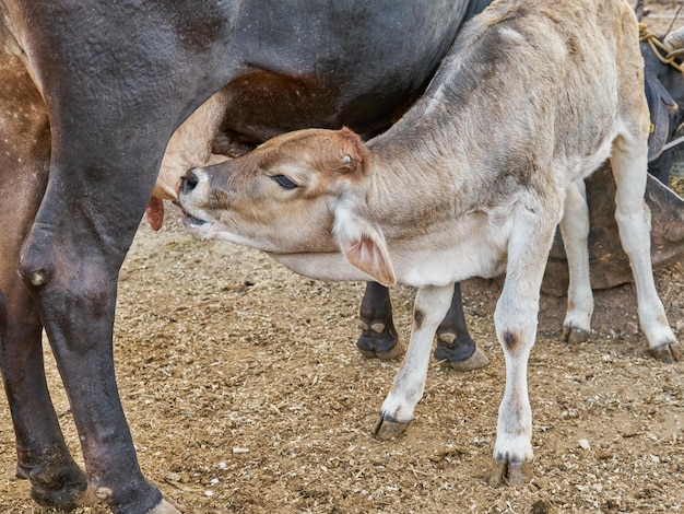 Calf feeding from its mother's udder rural farm concept