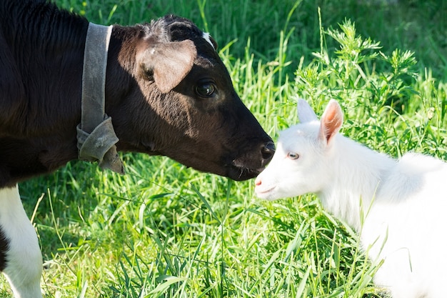 Calf and goat