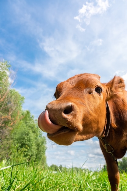 Calf grazes in a green meadow against the sky