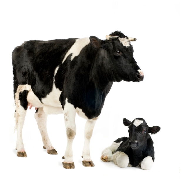 Calf and his mother in front of a white background