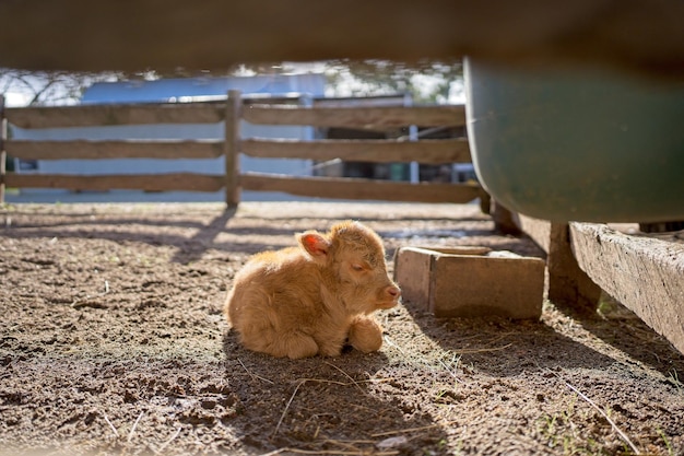 A calf is sitting in the dirt in front of a fence.