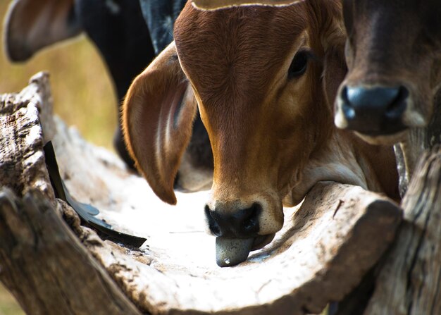 Photo calf licking salt in the feeder.