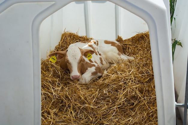 The calf lies on the straw in the plastic house