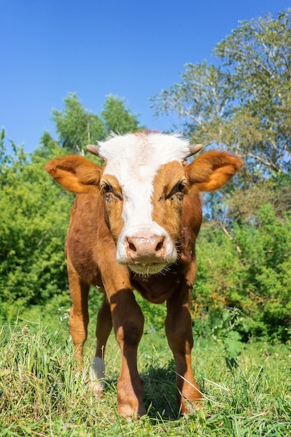 Calf in the meadowx9