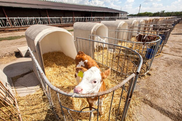 A calf in a pen on a dairy farm.