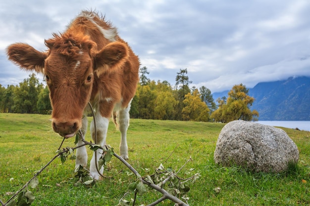 A calf shows curiosity in a village on Lake Teletskoye, Altai Mountains, Russia