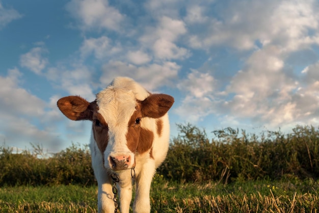 A calf standing in a field during the golden hour.