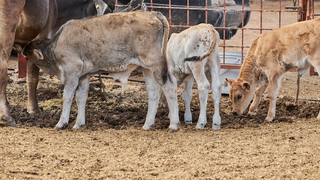 Calf with his mother concept of rural life