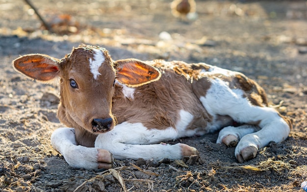 Calf