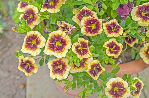 Photo calibrachoa banana chocolate red and yellow superbells flowers