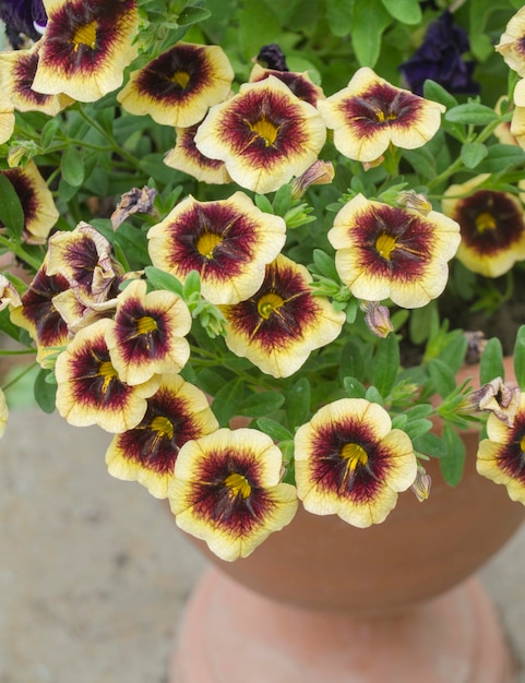 Calibrachoa Banana chocolate Red and yellow superbells flowers