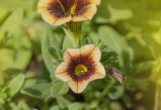 Calibrachoa Bananenchocolade in de tuin.