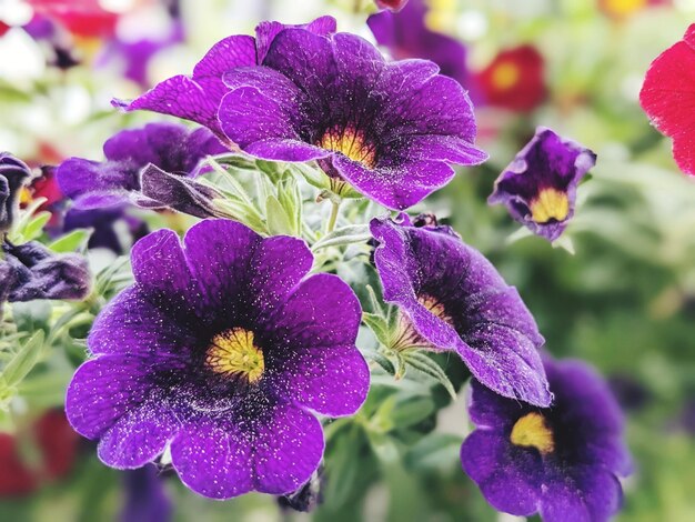 Calibrachoa plant spring in finland