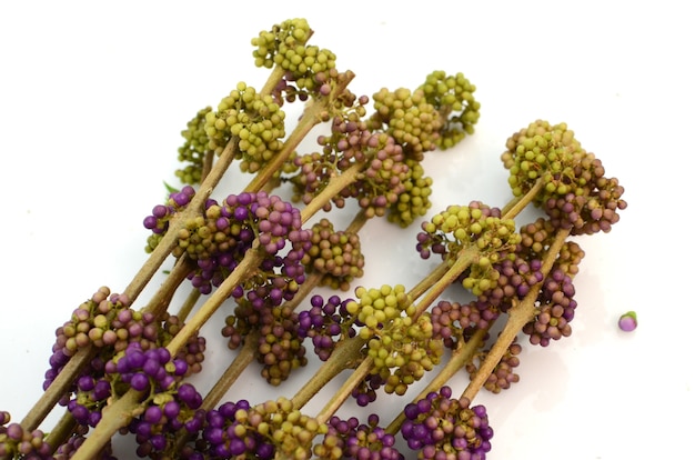 Calicarpa lilac green berries on white background