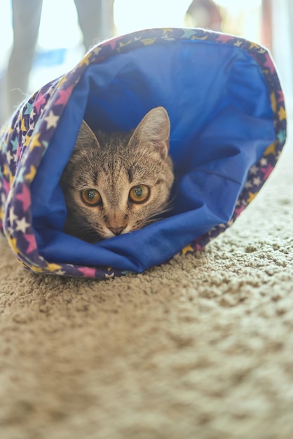 Calico cat framed and alert in cat tunnel toy