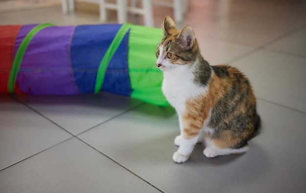 Calico Cat Framed and Alert in Cat Tunnel Toy