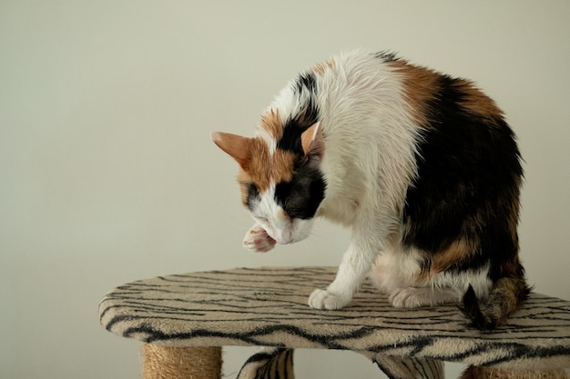 Un gatto calico sta leccando dopo il bagno