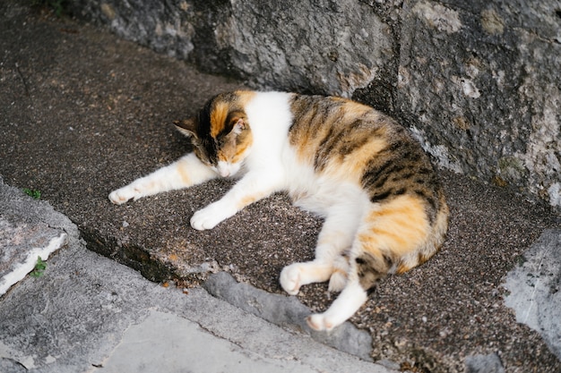 Calico cat is sleeping on the asphalt against a stone wall.