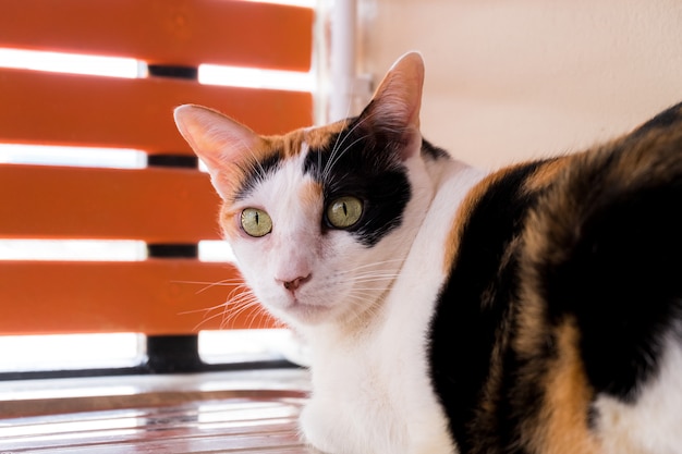 Un gatto calico che fissa qualcosa con attenzione e si siede sul lavandino.