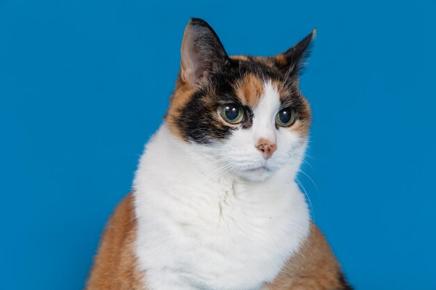 A calico cat with a blue background