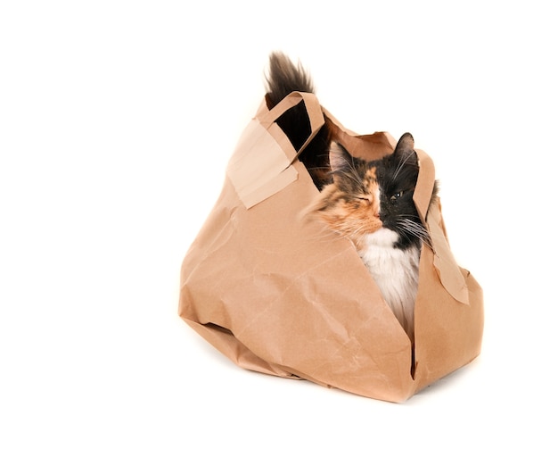 Calico cat with one eye closed in a paper bag.