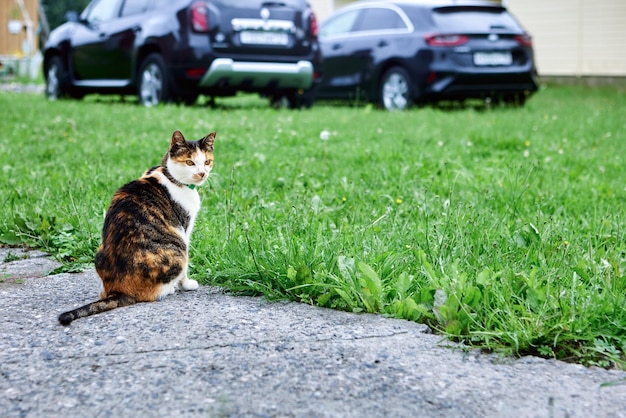 Calico cat with tricolor coats which include black orange and white sits on garden path near cars who parking on lawn