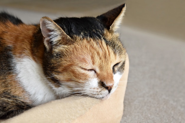 Calico kat slaapt in kattenmand