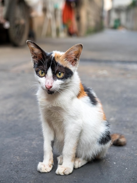 Foto calico kat zit op de vloer