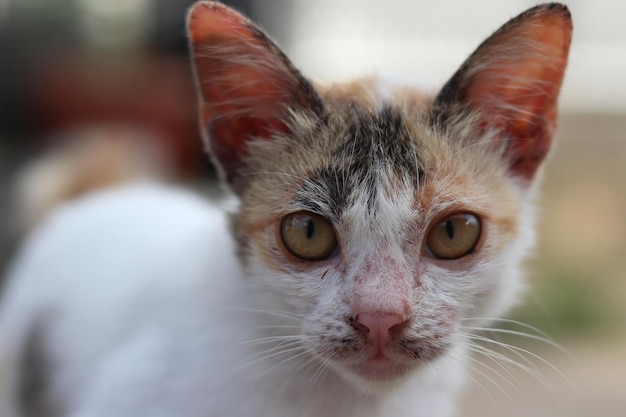 Foto calicò gattino faccia gatto arrabbiato