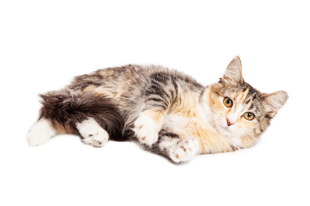 Calico Kitty Leggen Over Wit