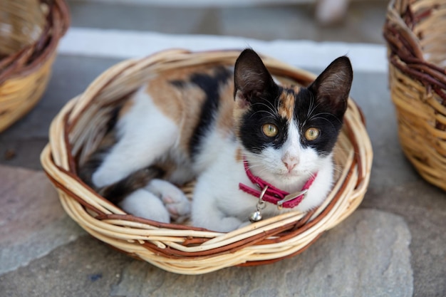 Короткошерстная кошка Calico tabby лежит в тростниковой корзине Трехцветный домашний котенок Остров Киклады Греция